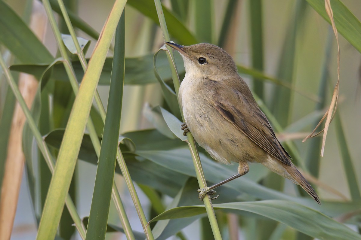 Common Reed Warbler - ML262038211