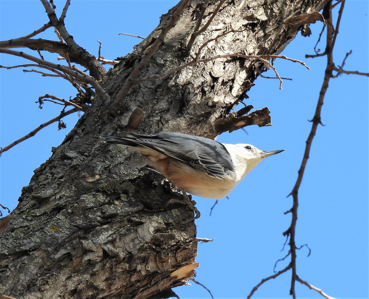 White-breasted Nuthatch - Jan Thom