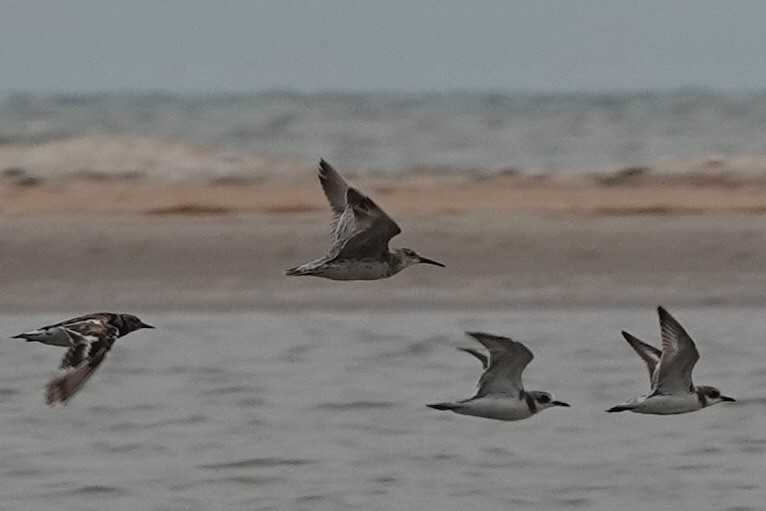 Great Knot - Colin Poole