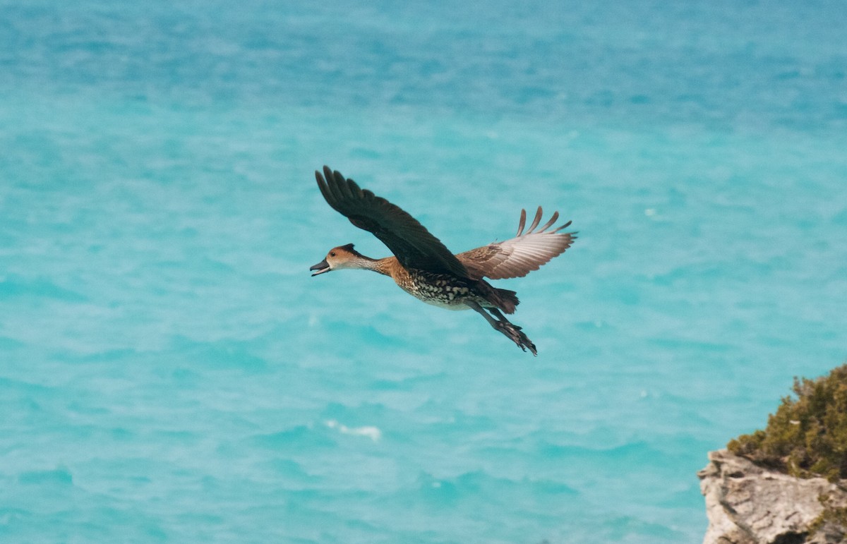 West Indian Whistling-Duck - ML26205451