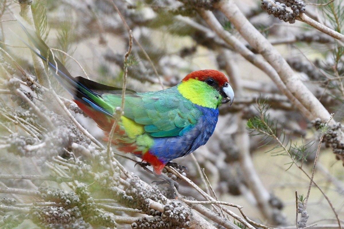 Red-capped Parrot - ML262056131