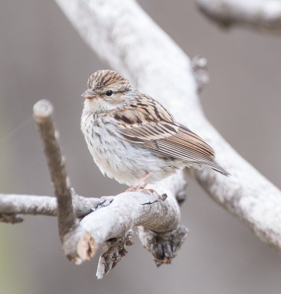 Chipping Sparrow - ML262058161
