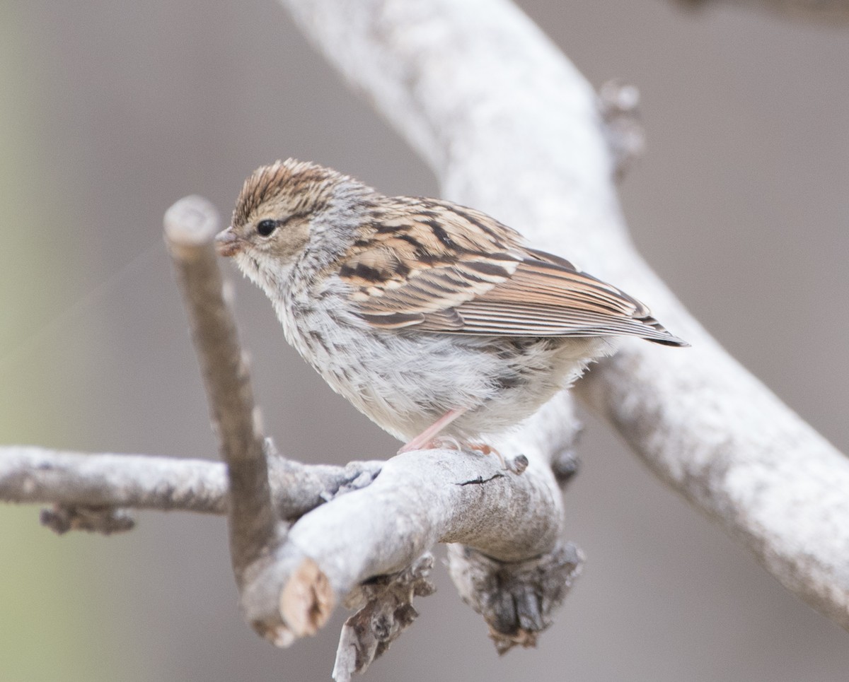 Chipping Sparrow - ML262058171