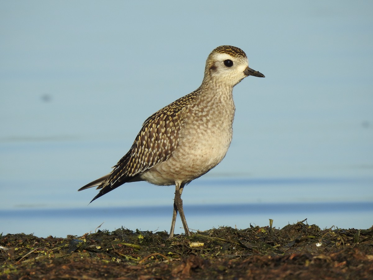 American Golden-Plover - Mitchell Barry