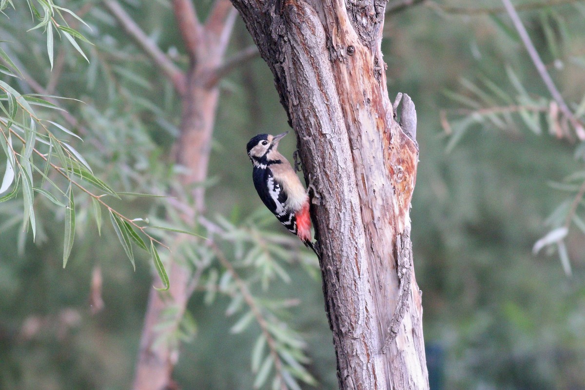 Great Spotted Woodpecker - 白尾 海雕