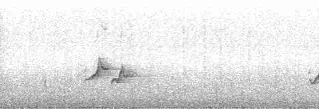 Пестрогрудый тираннчик - ML262059