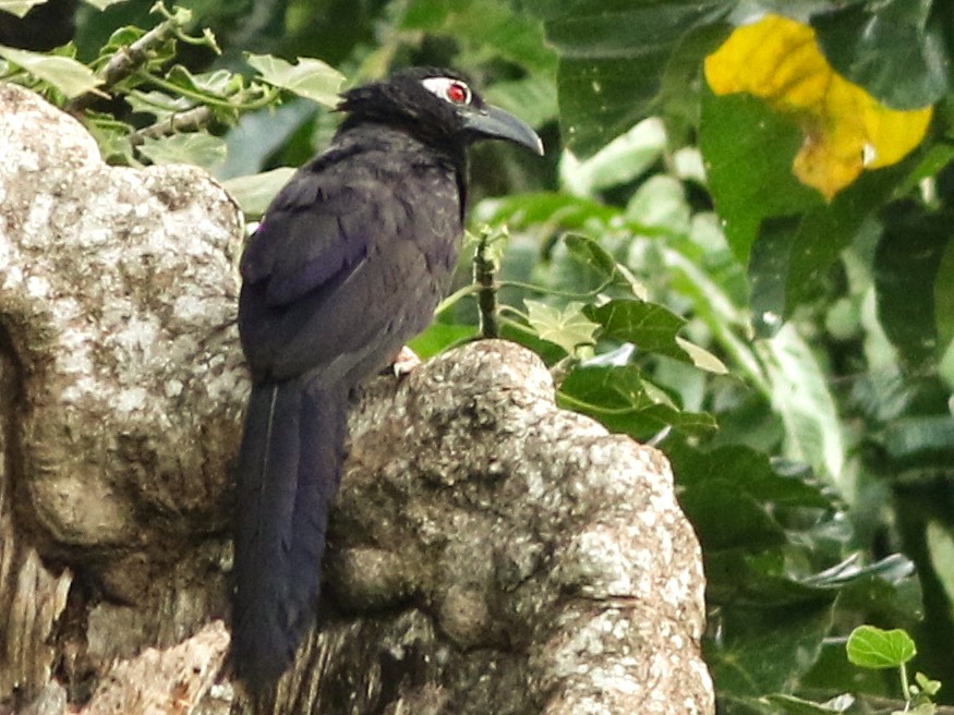 Violaceous Coucal - Chris Wiley