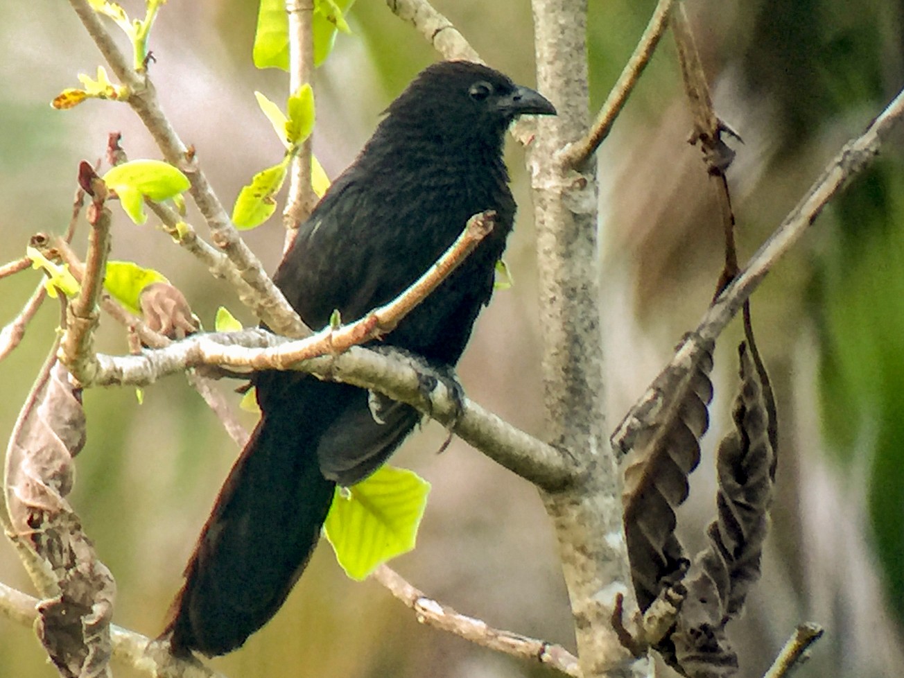 Lesser Black Coucal - Charley Hesse TROPICAL BIRDING