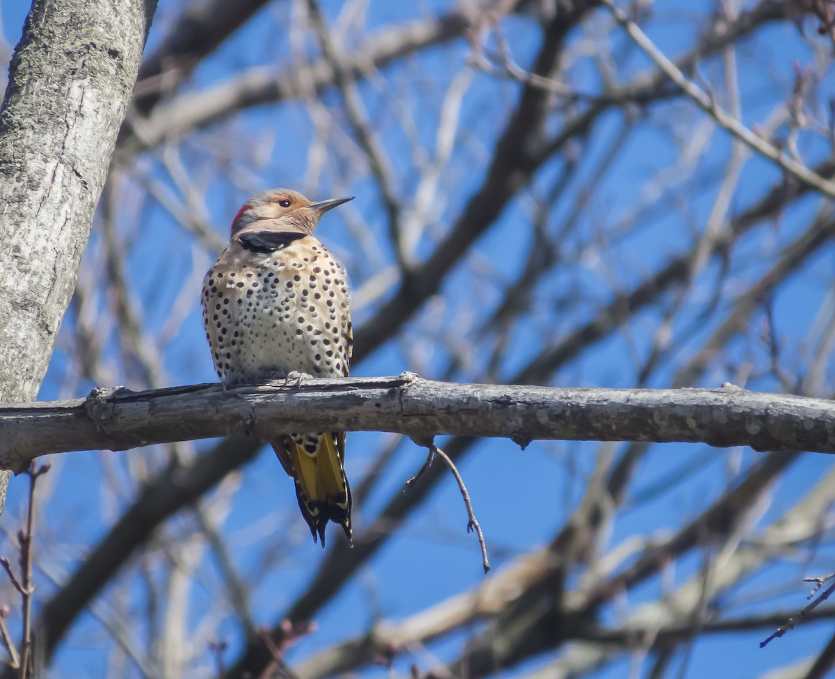 Northern Flicker (Yellow-shafted) - Jory Teltser