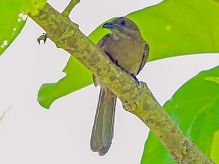 Самка/молодая птица - Nigel Voaden - ML262067211