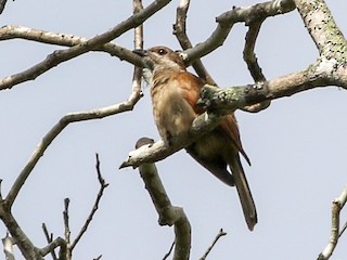 Самка/молодая птица - Chris Wiley - ML262067231
