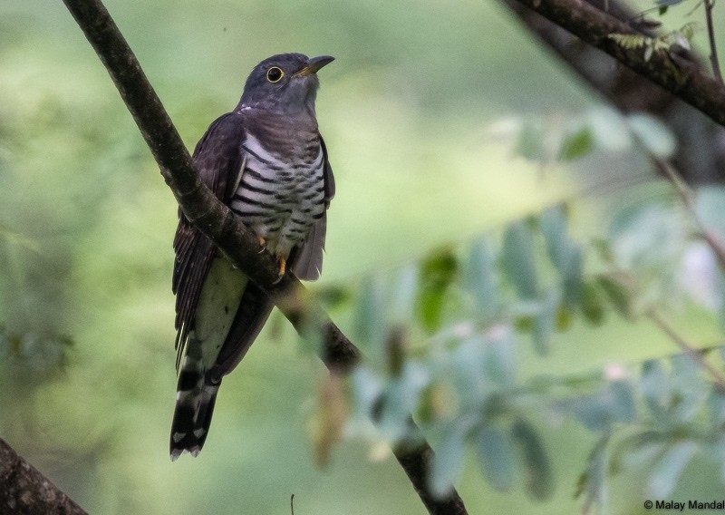 Lesser Cuckoo - Malay Mandal