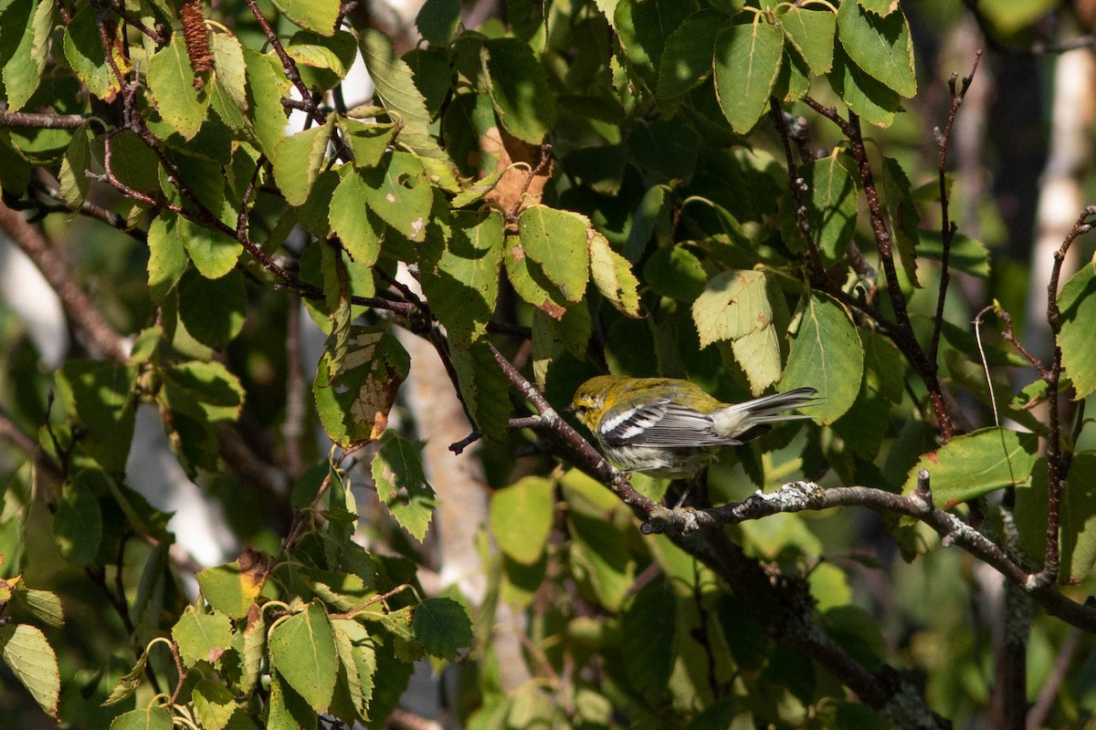 Black-throated Green Warbler - David McCorquodale