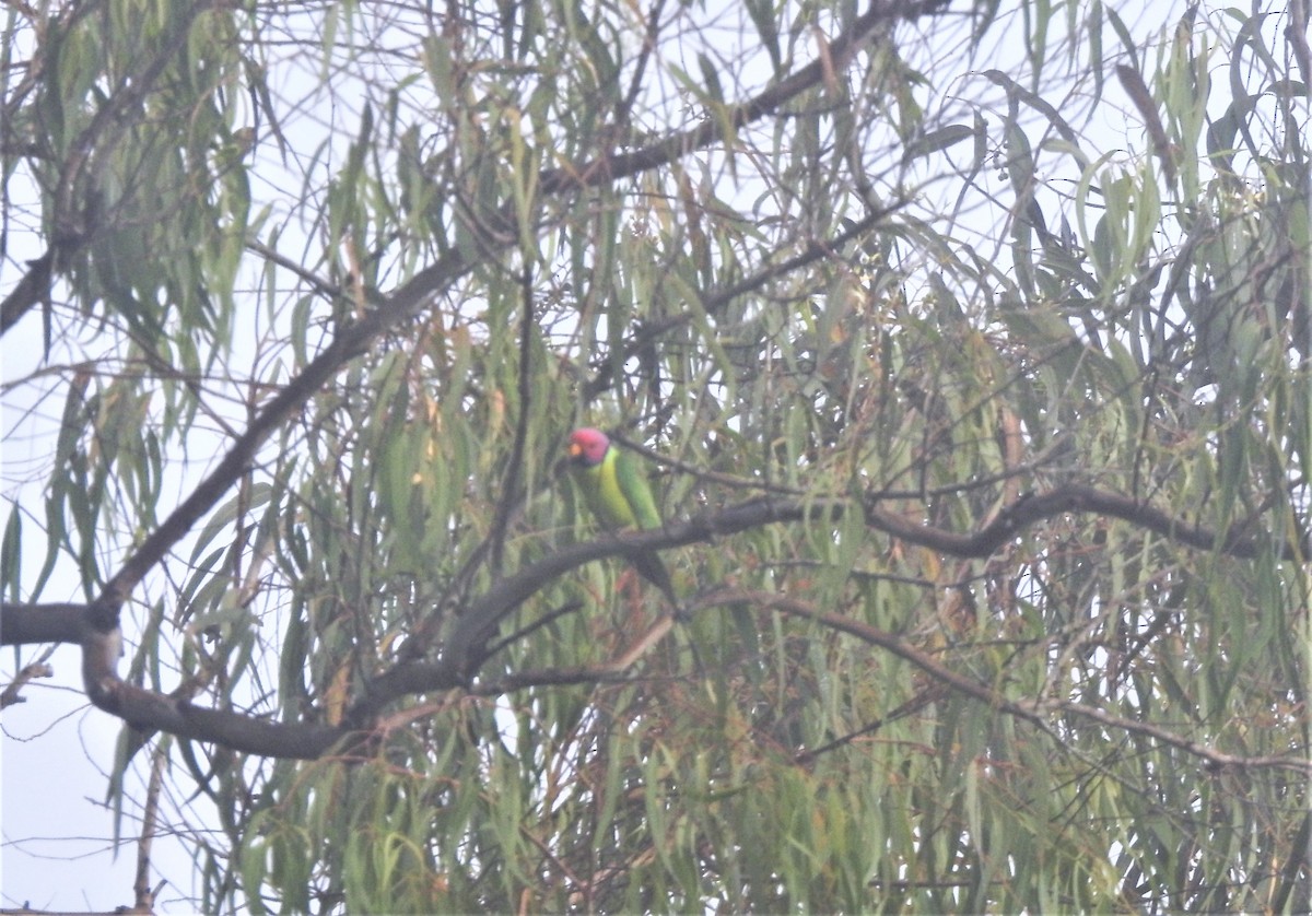 Plum-headed Parakeet - Shivaprakash Adavanne