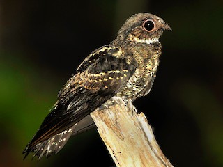  - Papuan Nightjar
