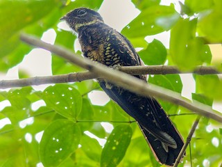 Papuan Nightjar - eBird