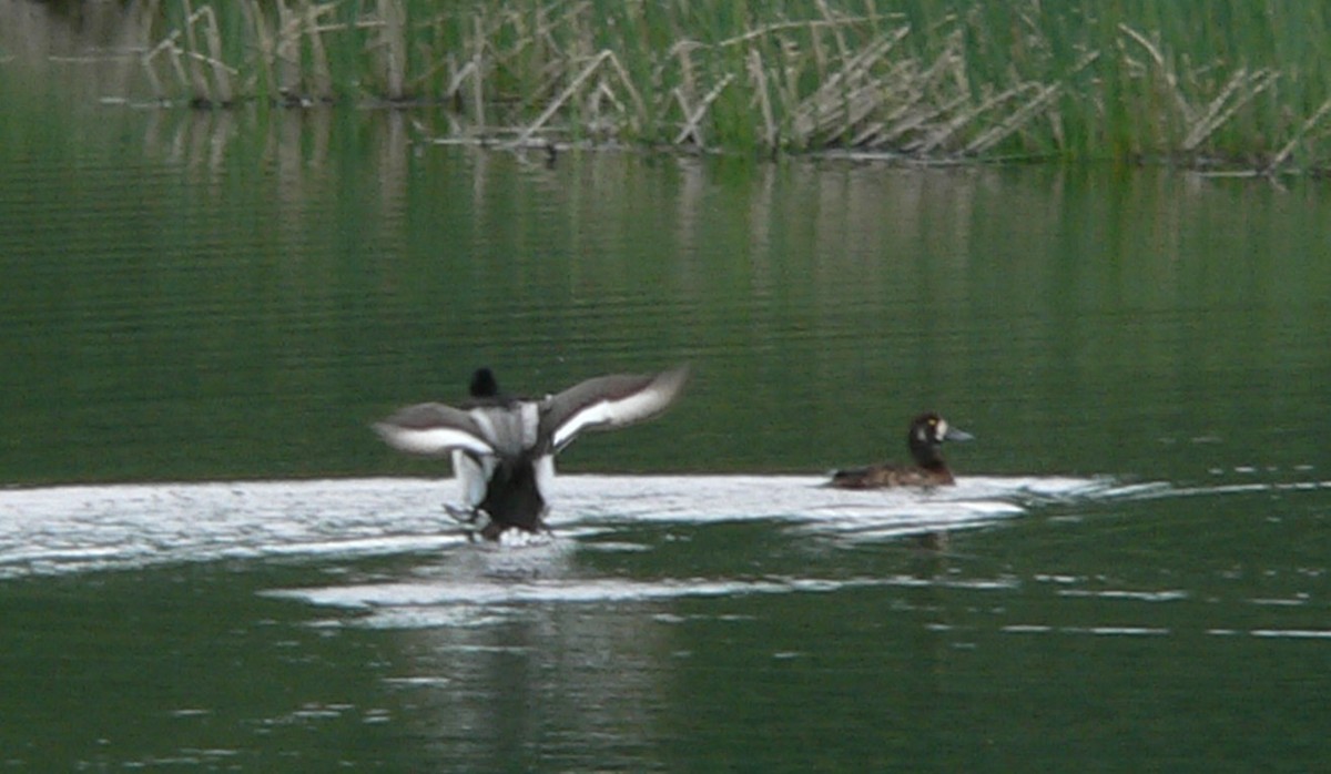 Greater Scaup - ML262084271