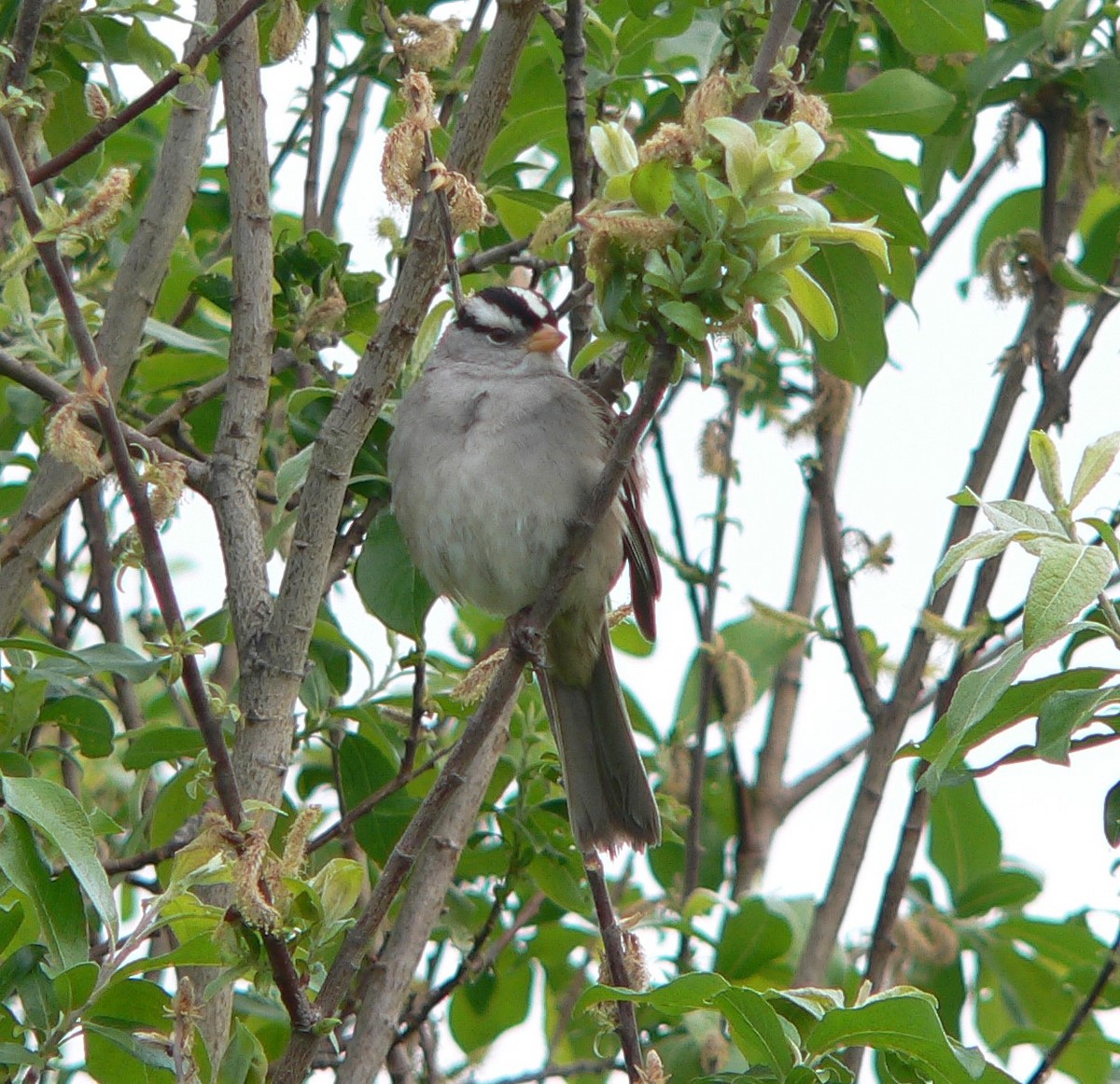 White-crowned Sparrow - Adam Kent