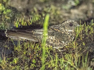 Archbold's Nightjar - eBird