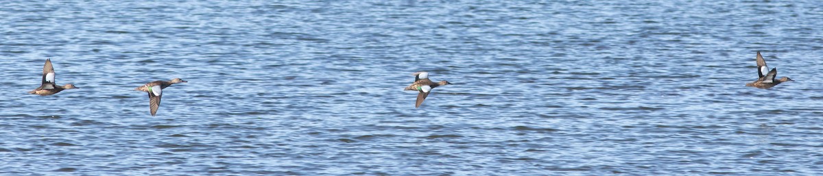 Blue-winged Teal - ML262093371