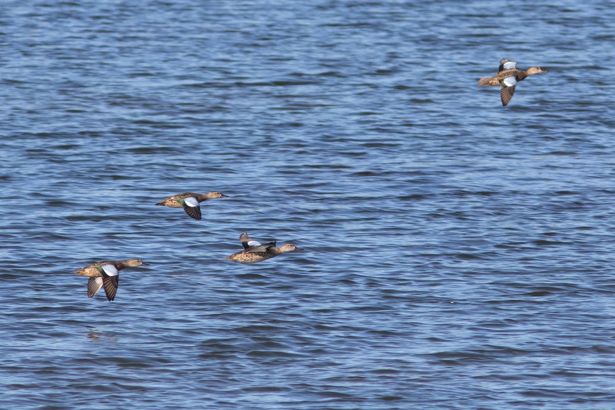 Blue-winged Teal - ML262093381