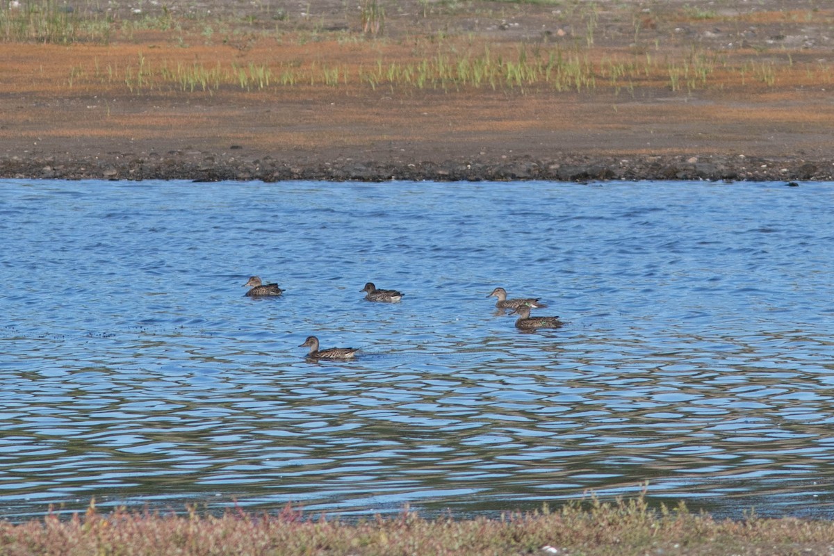 Green-winged Teal - ML262093441