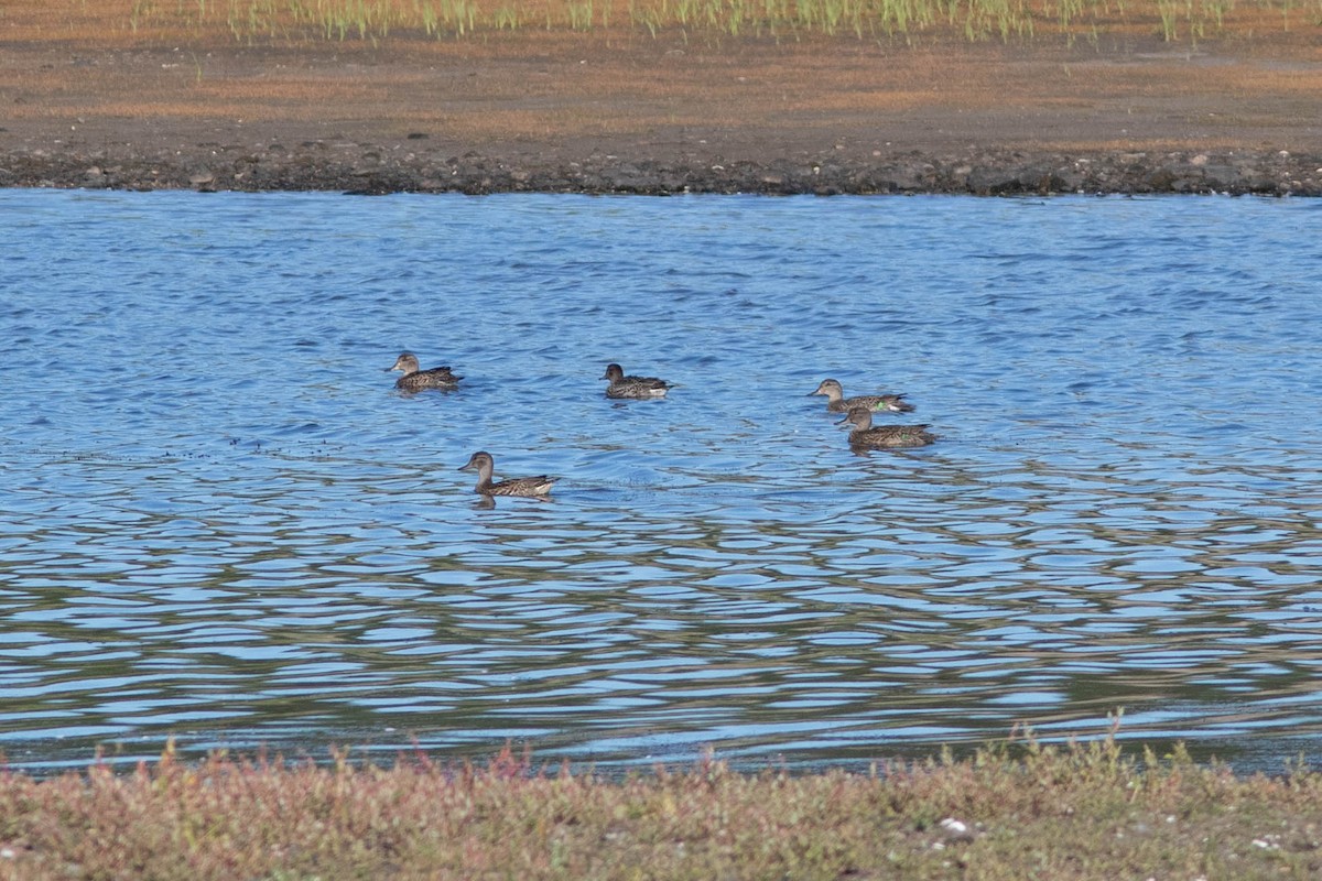 Green-winged Teal - ML262093451