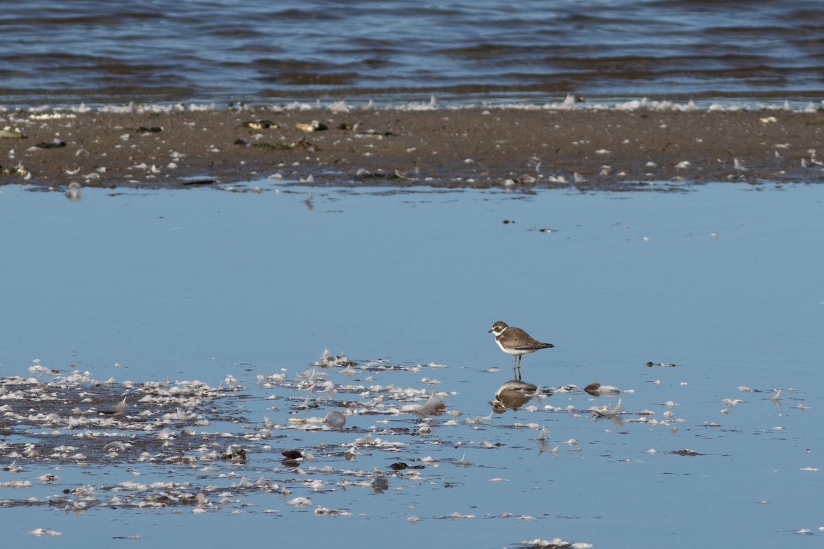 Semipalmated Plover - ML262093531