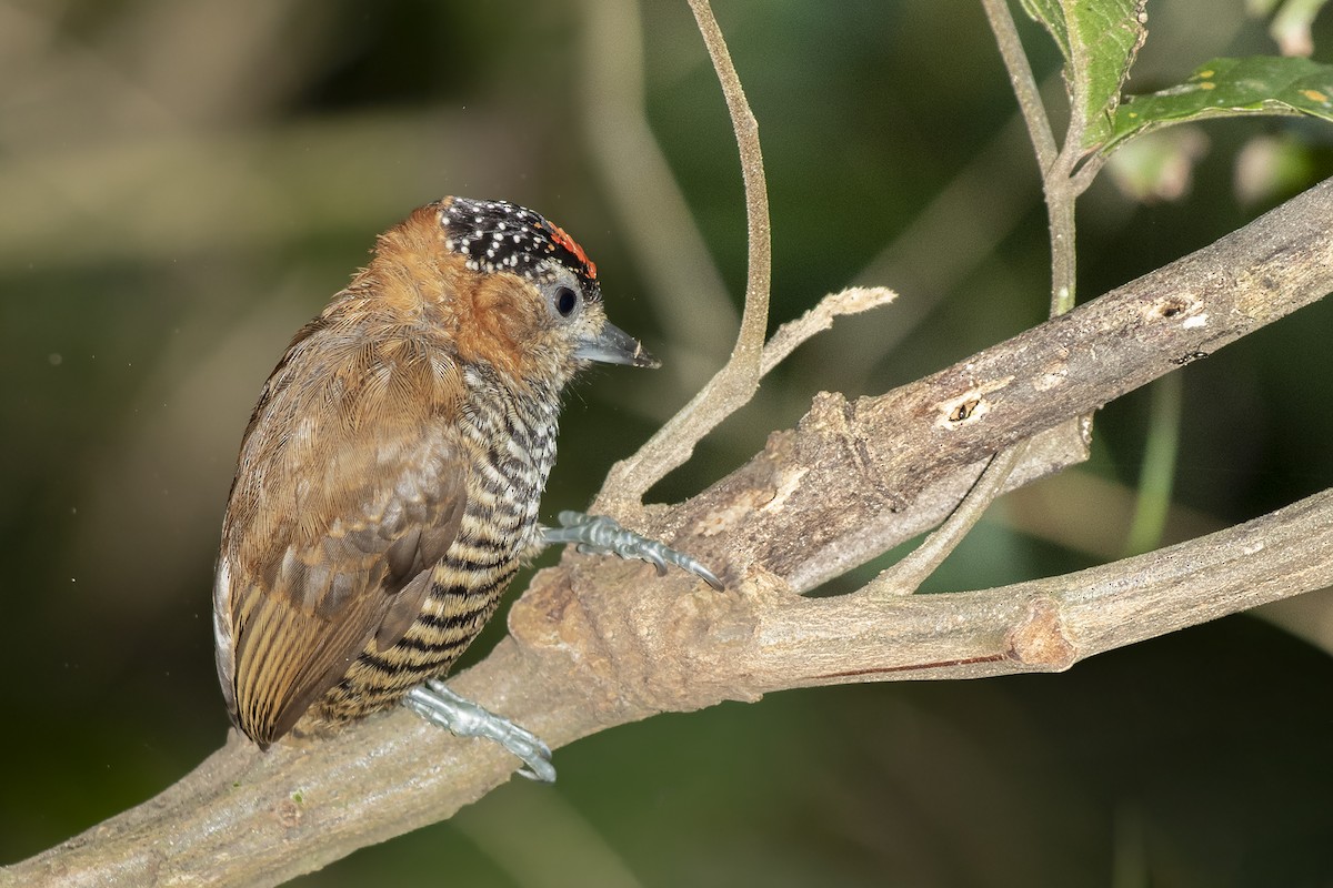 Ochre-collared Piculet - ML262093821