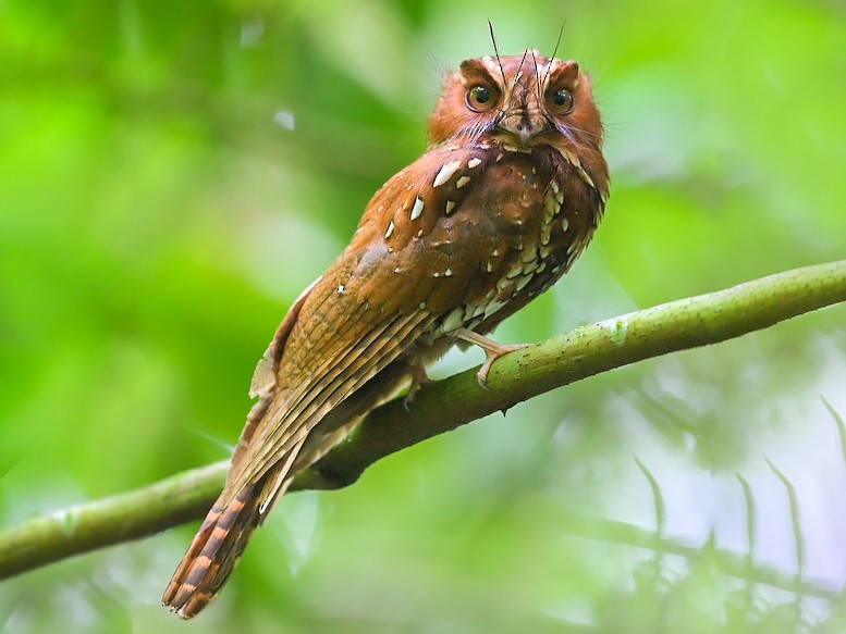 Feline Owlet-nightjar - eBird