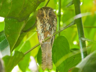  - Feline Owlet-nightjar