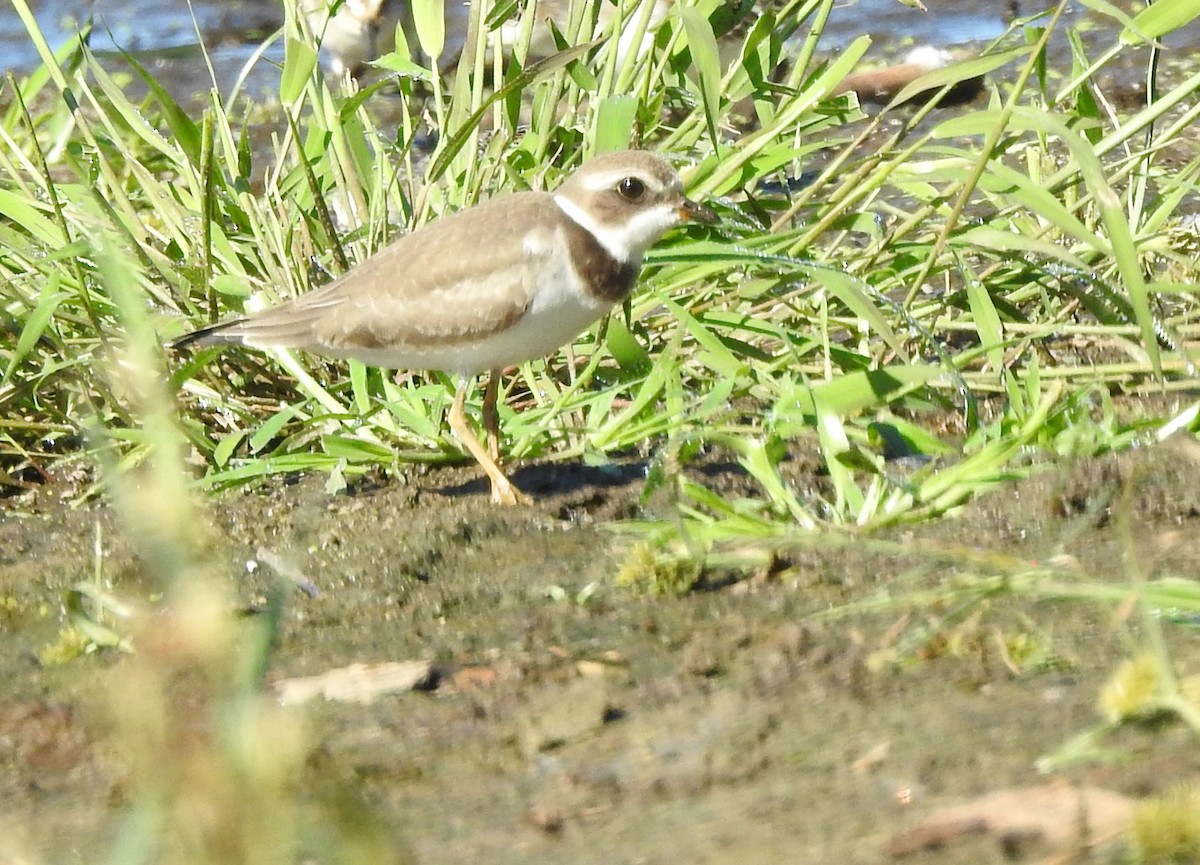 Semipalmated Plover - ML262103171