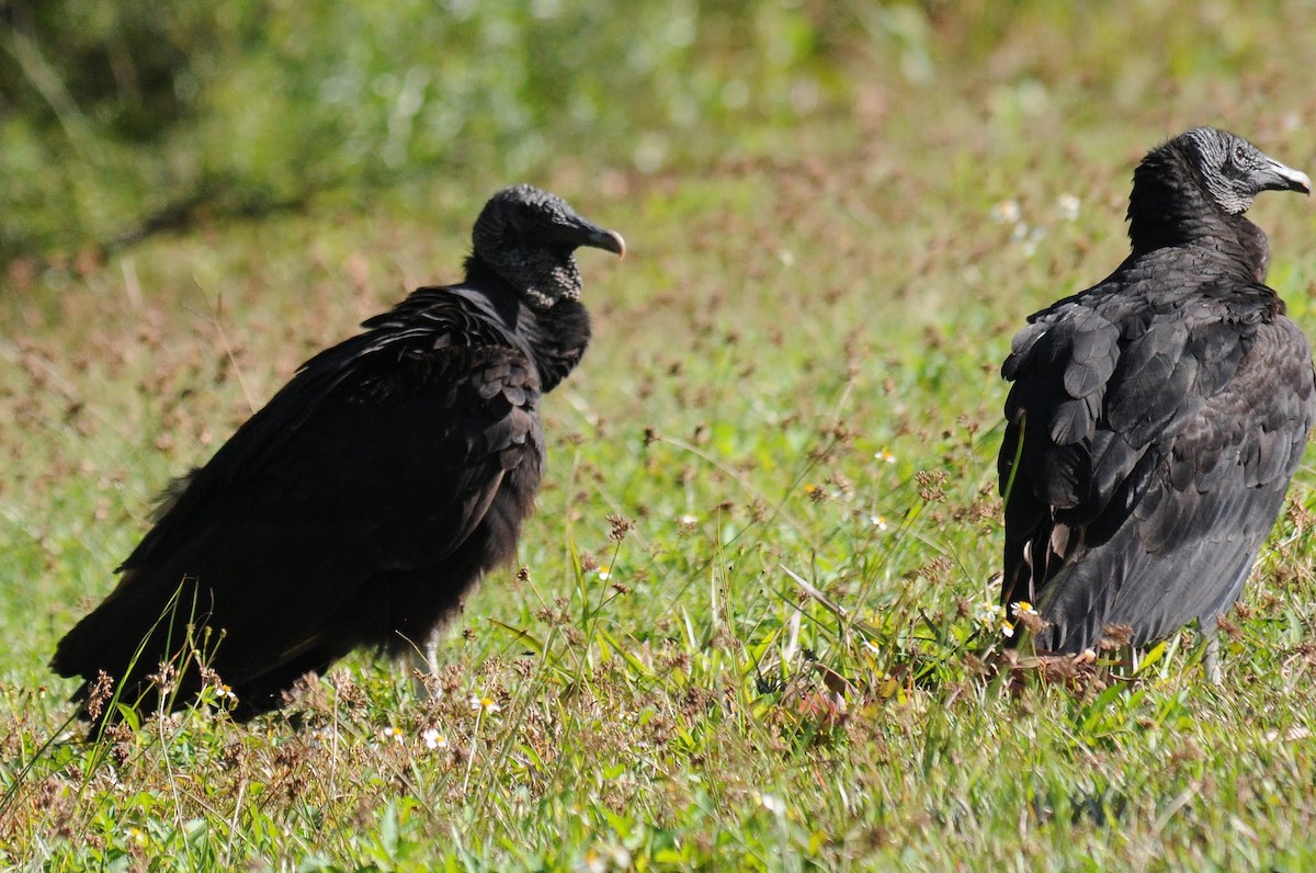 Black Vulture - Bruce Mast