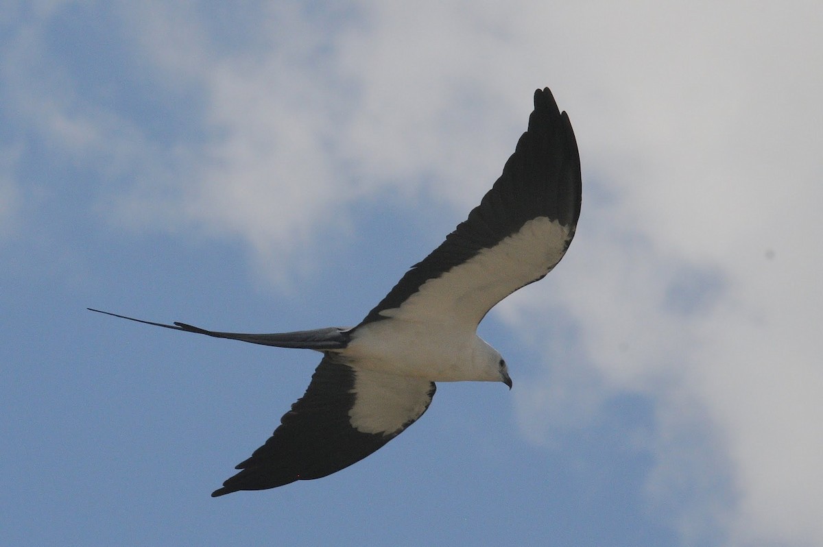 Swallow-tailed Kite - ML262109801
