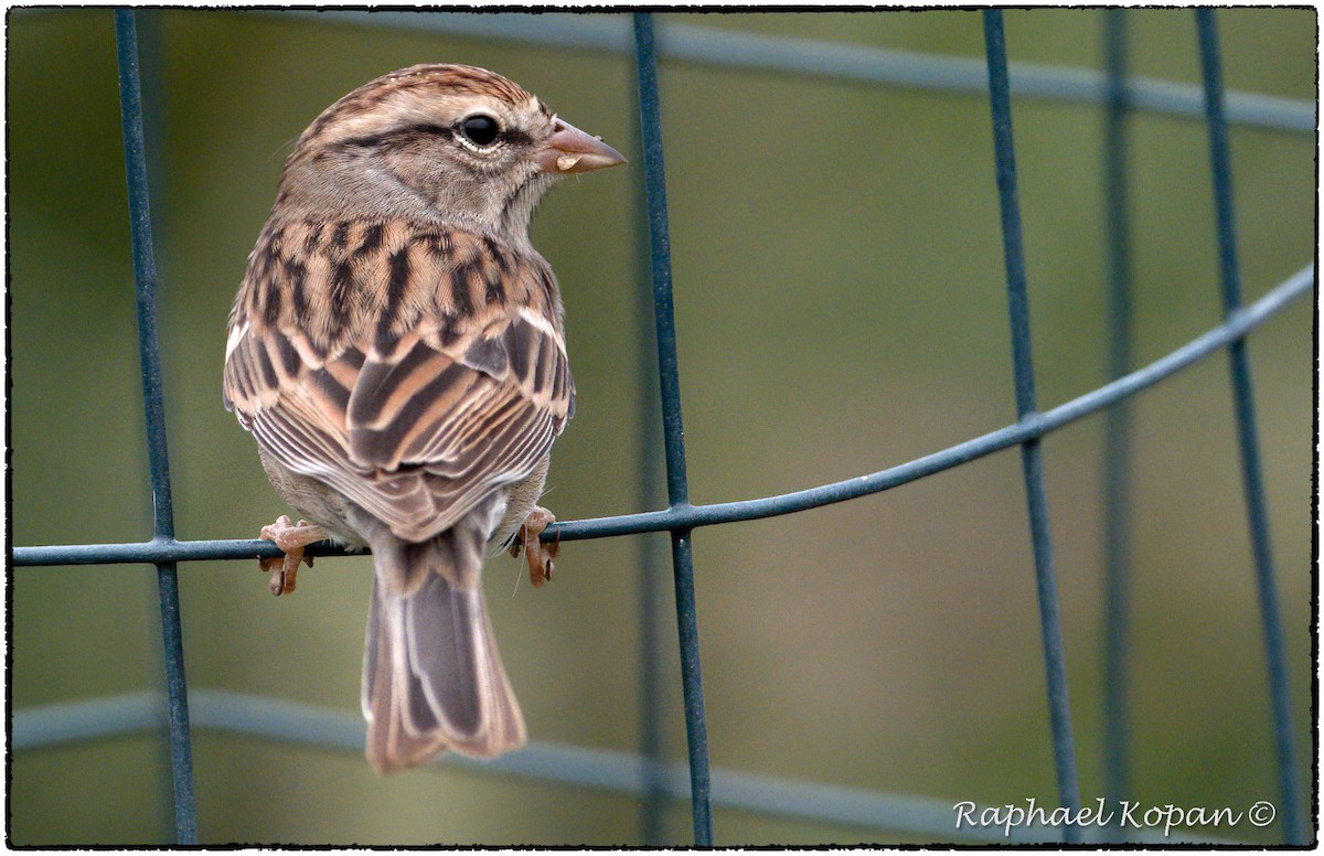 Chipping Sparrow - ML262115071