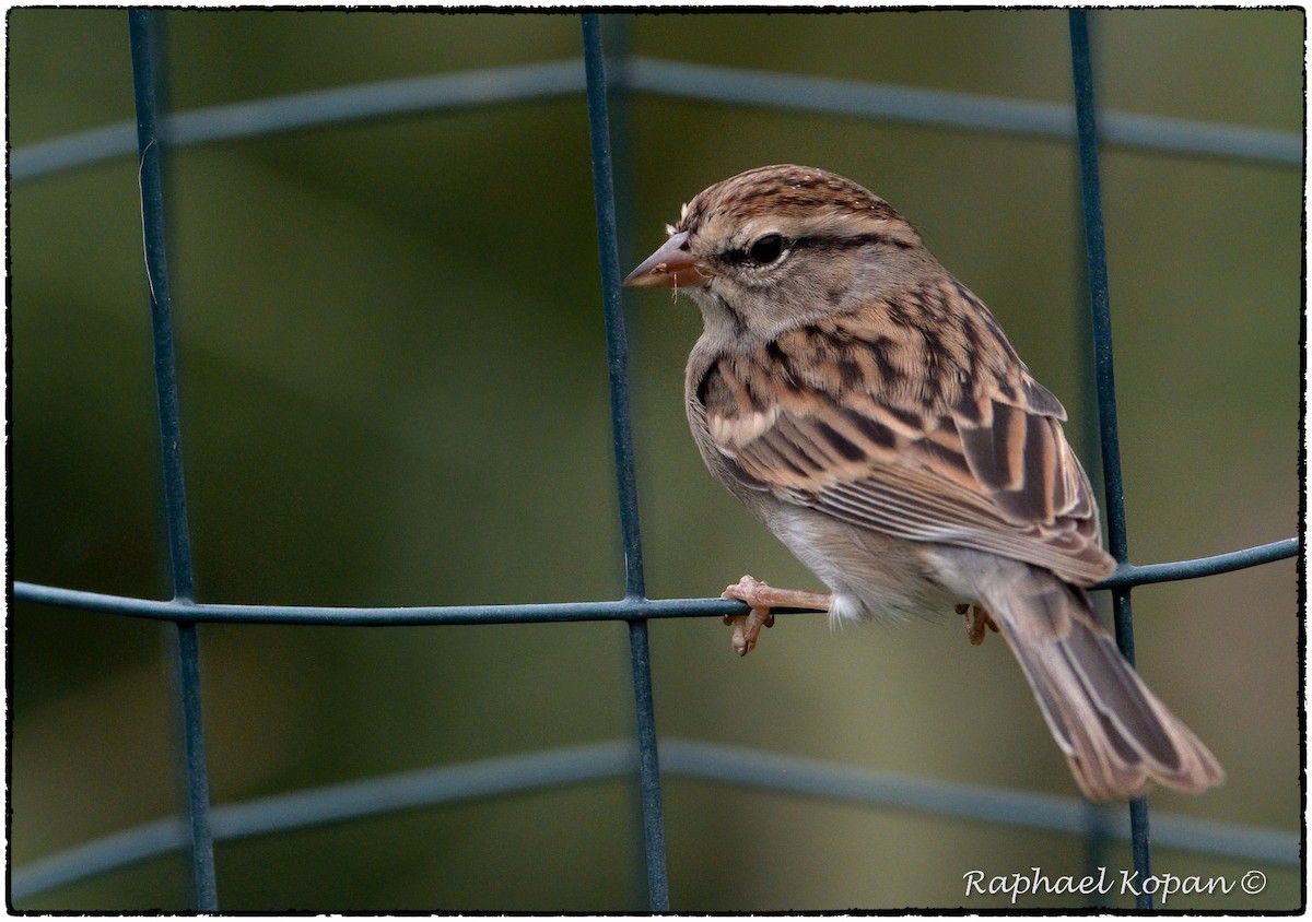 Chipping Sparrow - ML262115151