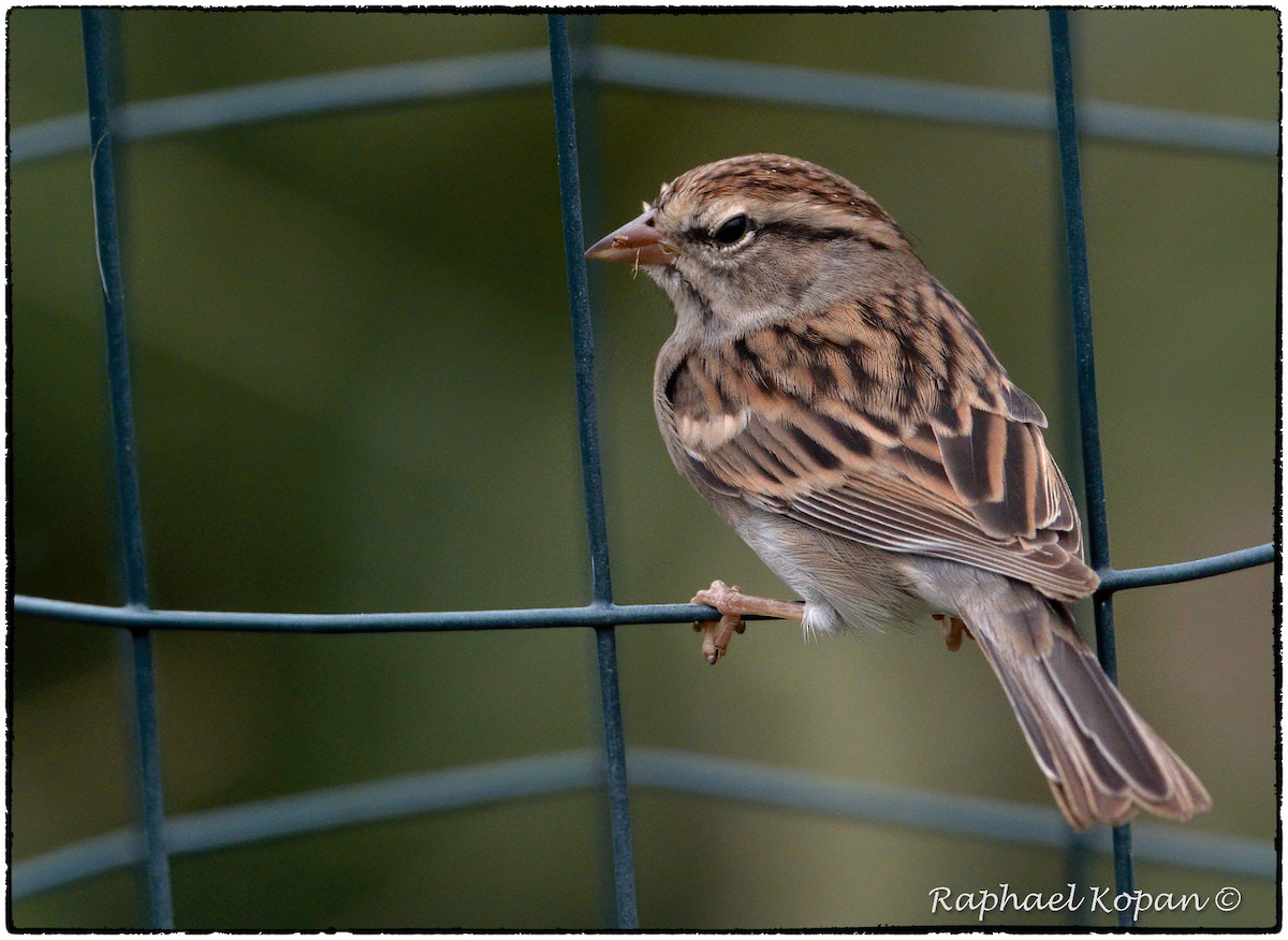 Chipping Sparrow - ML262115171