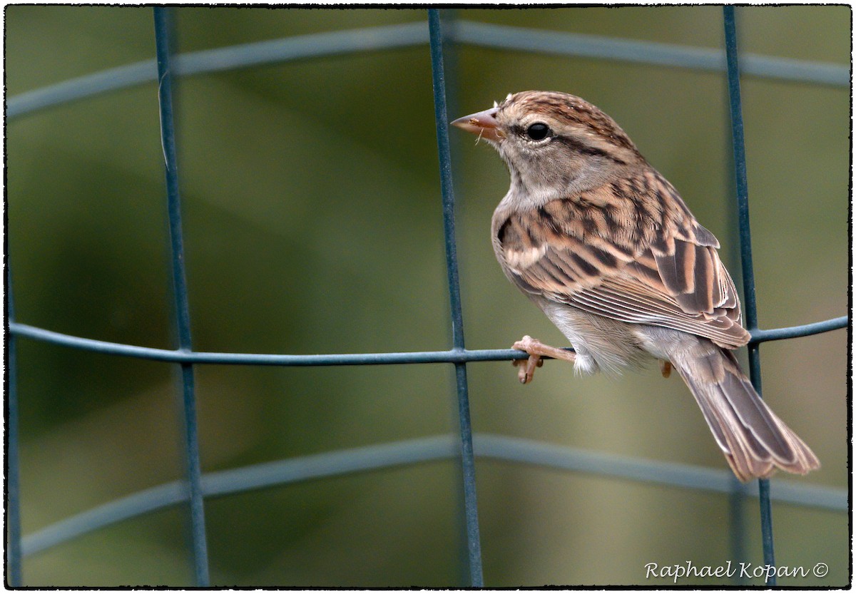 Chipping Sparrow - ML262115181