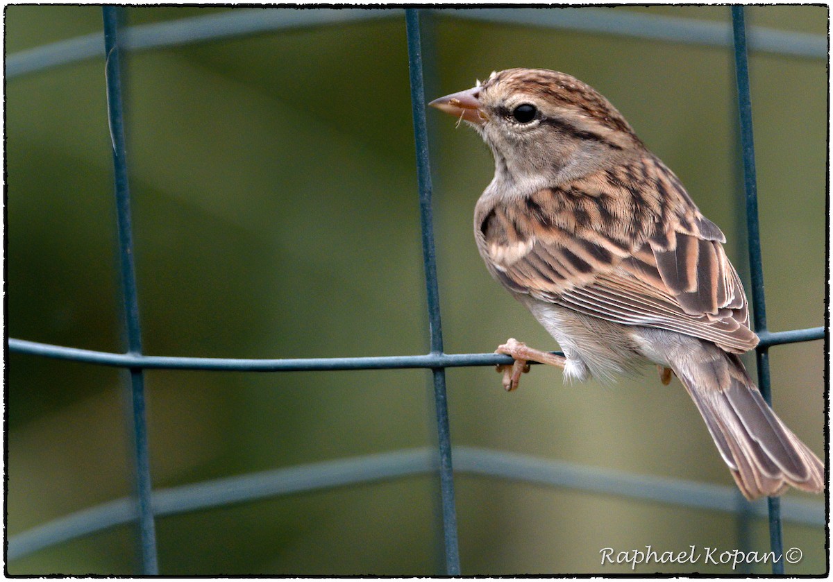 Chipping Sparrow - ML262115201