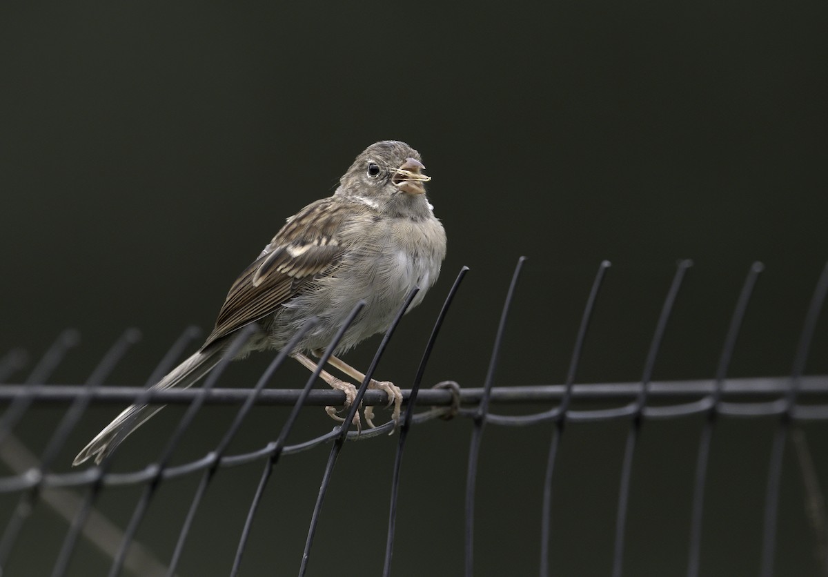 Field Sparrow - ML262115821