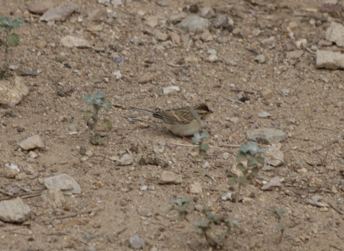Clay-colored Sparrow - ML262116361