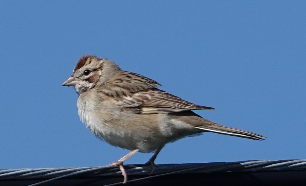 Lark Sparrow - ML262117401