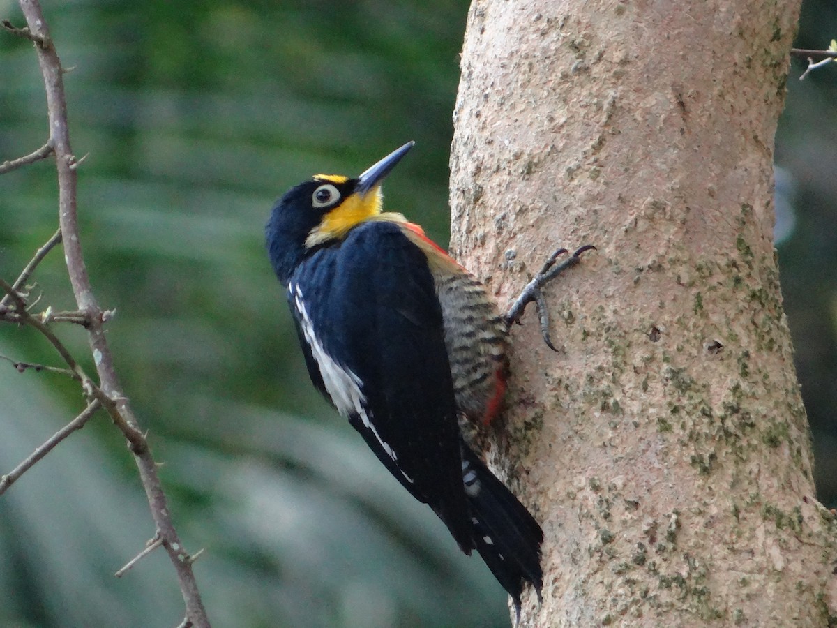 Yellow-fronted Woodpecker - ML262123011