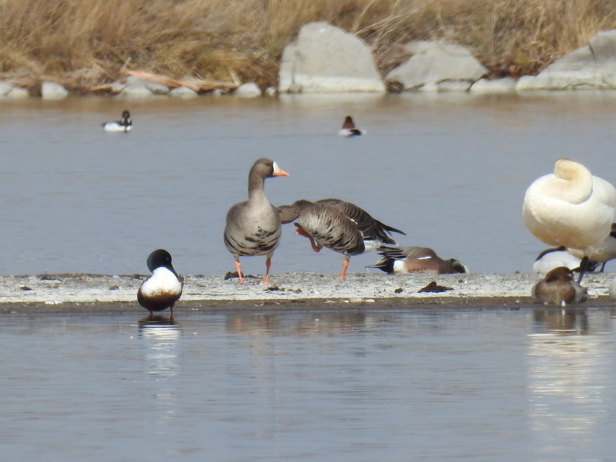 Greater White-fronted Goose - Evan Walters