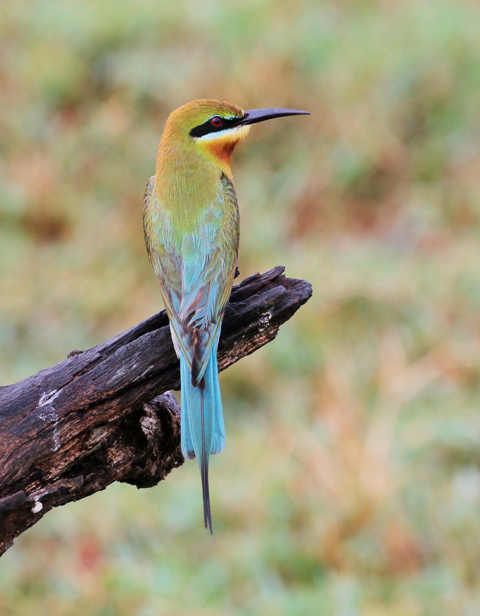 Blue-tailed Bee-eater - ML26212811