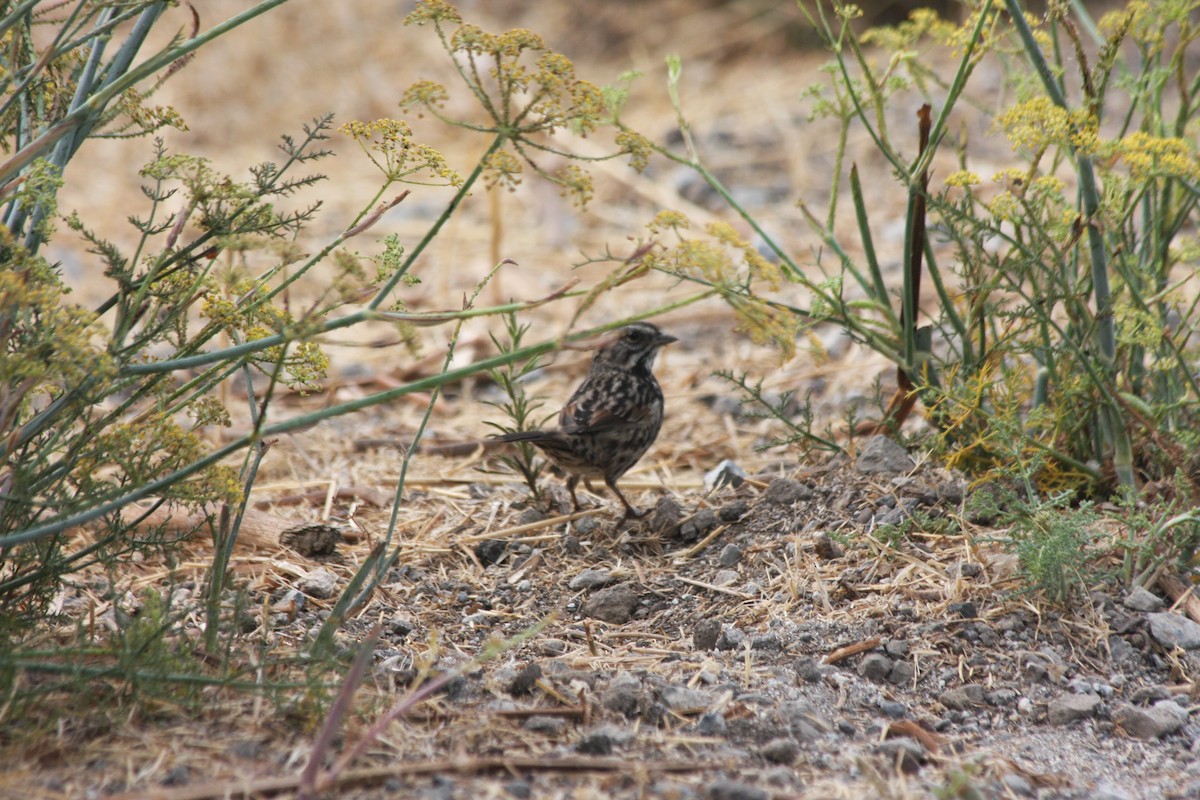 Song Sparrow (heermanni Group) - Michael Long