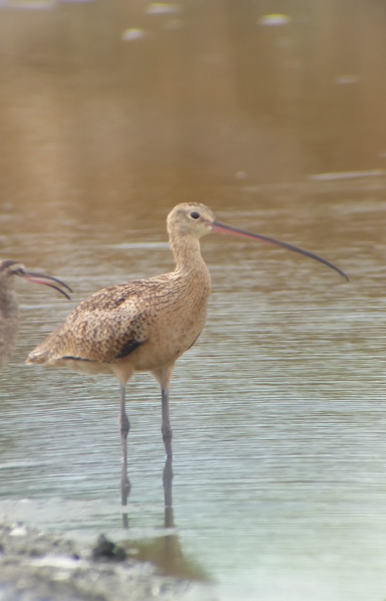 Long-billed Curlew - ML26213591
