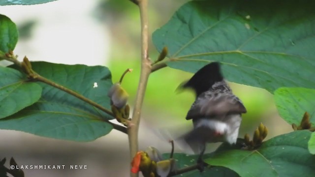 Red-vented Bulbul - ML262136151