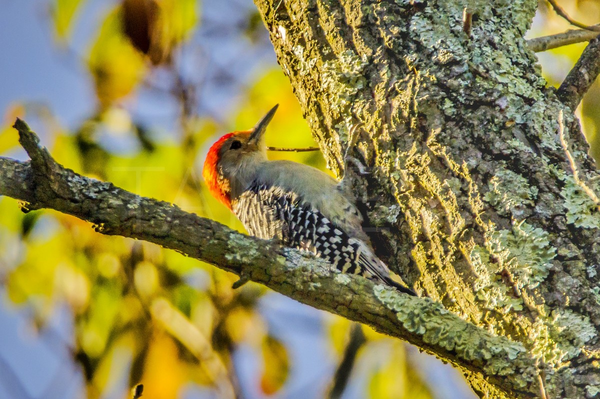 Red-bellied Woodpecker - ML262139311