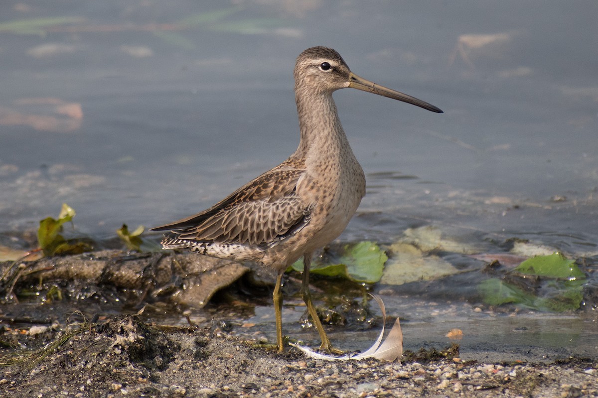 Long-billed Dowitcher - ML262140261